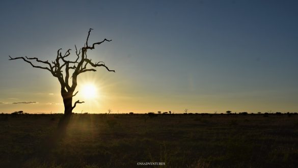 Kruger National Park Sunset