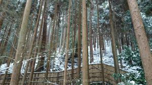 Kyoto _ Forest