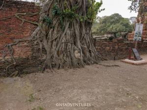 Ayutthaya testa Buddha