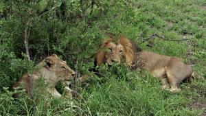 Leone e leonossa durante un Safari al Kruger National Park