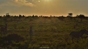 Kruger National Park Guida pratica Safari