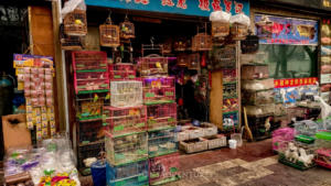Xi'An   Pet shop